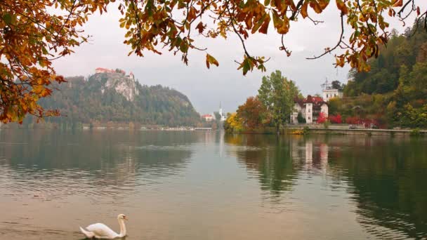 Kleurrijk Bled in de herfst, met de rots top kasteel op de achtergrond. Slovenië — Stockvideo