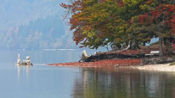 Красивые старые осенние корни деревьев на красном берегу озера . — стоковое видео