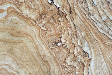 Wooden cross section of tree texture, wallpaper and background with unique pattern