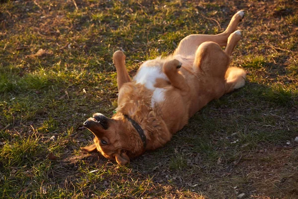 Ruiva rua sem-teto cão deitado na grama — Fotografia de Stock