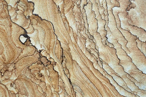 Wooden cross section of tree texture and background with unique pattern