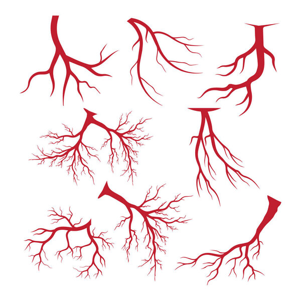 вены человека, дизайн красных кровеносных сосудов и артерии Векторная иллюстрация изолированы
