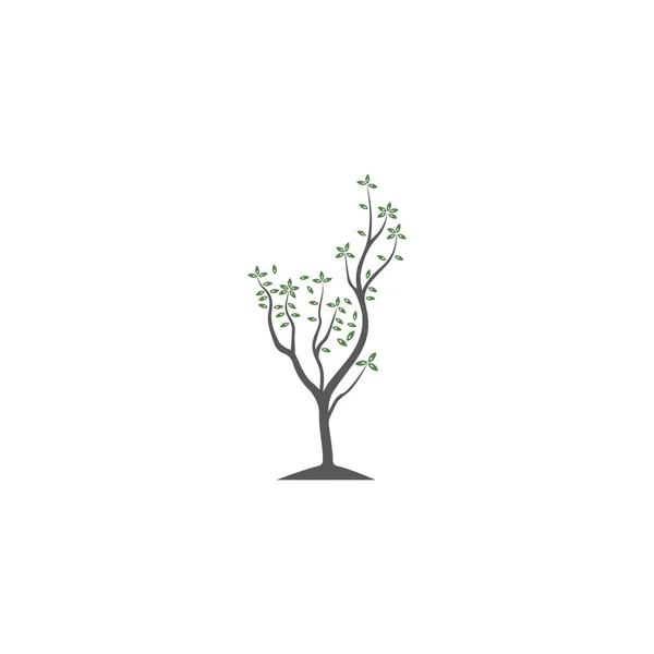 Tree Vector Hand Draw Illustration Olive Tree Vector Design Template — 스톡 벡터