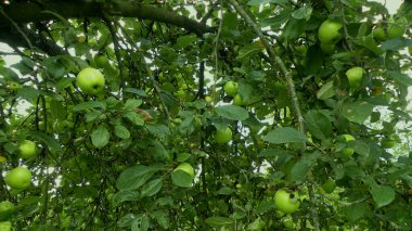 Ağaçta yeşil elmalar, bahçe, doğa.