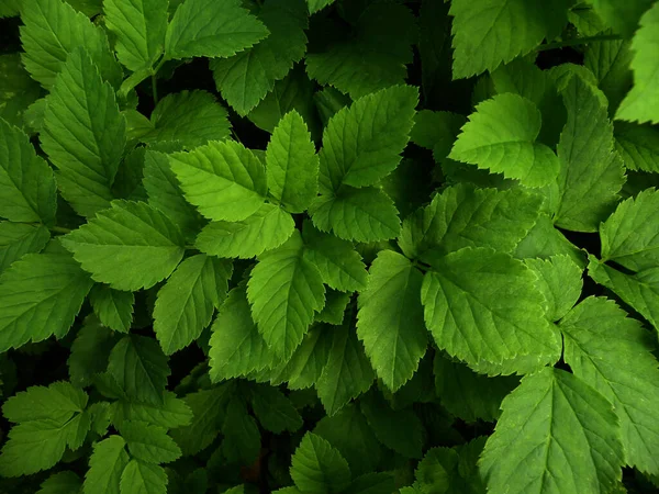 Folha, verde escuro textura abstrata, fundo natural, close-up . — Fotografia de Stock