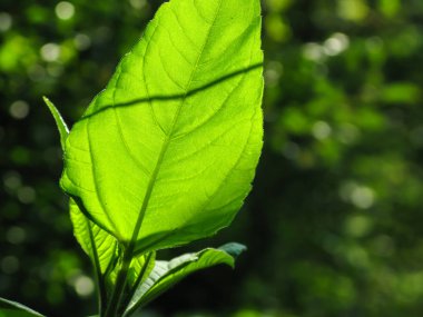 Şeffaf yeşil yaprak güneş ışığıyla aydınlanıyor.