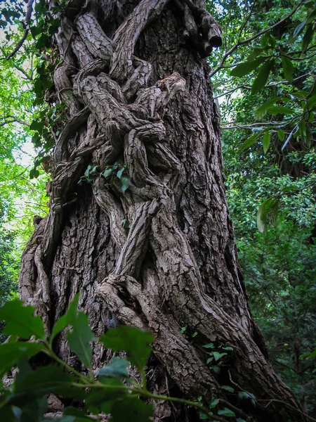Liana albero intrecciato nel parco — Foto Stock