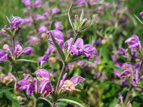 Summer wildflower close-up — Stock Photo, Image