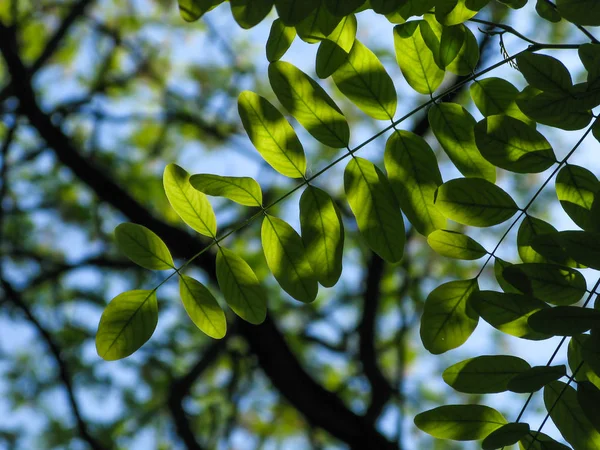 Feuilles d'acacia ensoleillées contre le ciel bleu — Photo