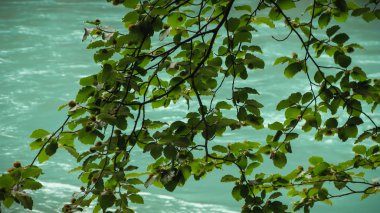 Tara nehrinin suyunun arka planında yeşil yapraklar, Tara nehrinin kanyonu, Karadağ