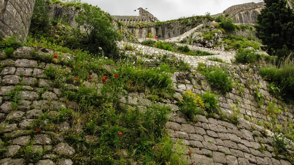 코토르 시 의산 조반니 의성 벽 — 스톡 사진