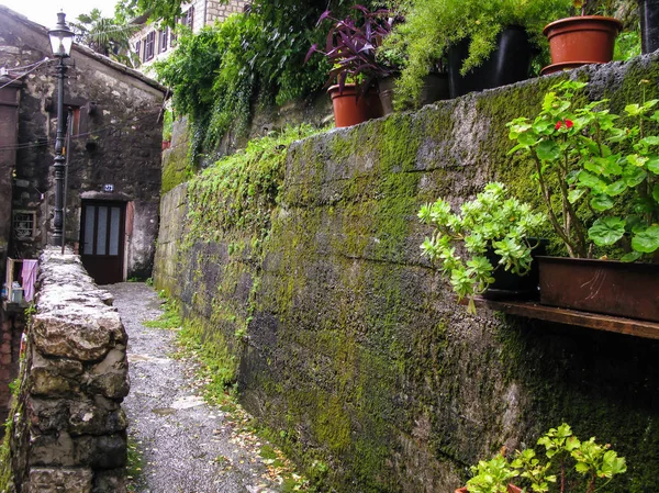 Rua estreita coberta de musgo da antiga cidade medieval de Kotor — Fotografia de Stock