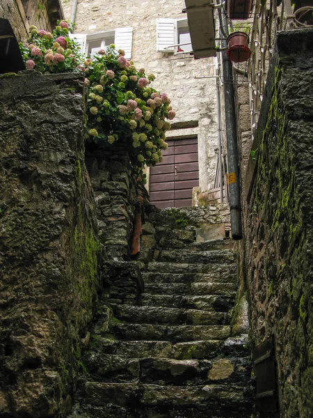 Uma rua estreita coberta de musgo com degraus íngremes na cidade velha de Kotor — Fotografia de Stock