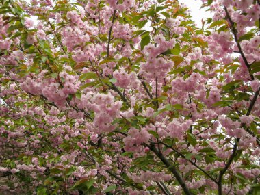 pembe sakura çiçek çiçekler