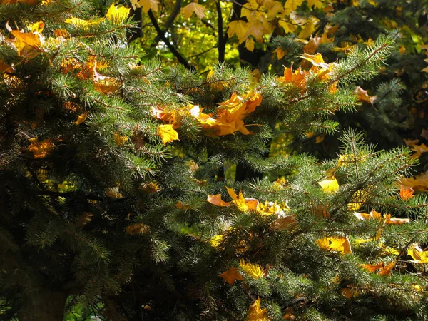 Foglie d'acero autunnali brillantemente ingiallite su rami verde abete rosso — Foto Stock