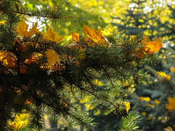 Feuilles d'érable automnales brillamment jaunies sur les branches vert épinette — Photo