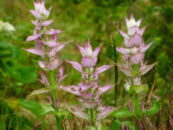 Purple sage flowers close-up on a background of green grass — Stock Photo, Image