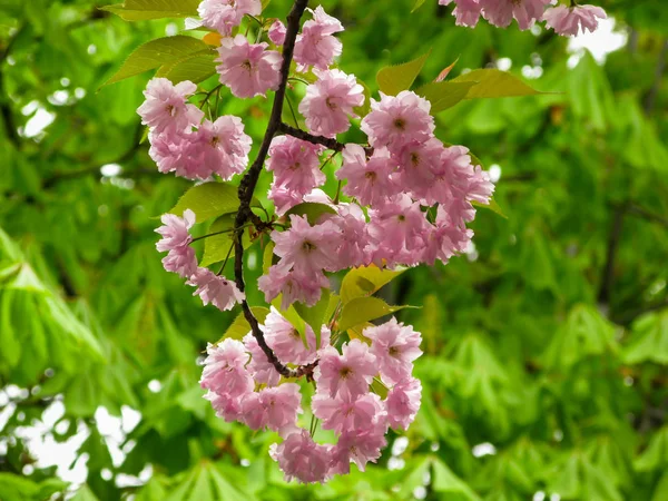 Pembe sakura çiçek çiçekler — Zdjęcie stockowe