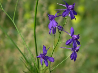 Çiçek açan yaz otlağı. Yakın plan.