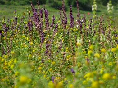 Çiçek açan yaz otlağı. Yakın plan.