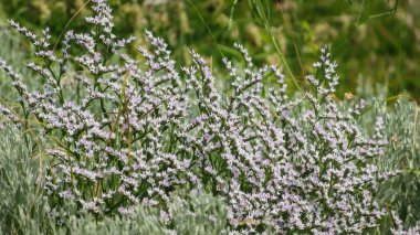 Çiçek açan yaz otlağı. Yakın plan.