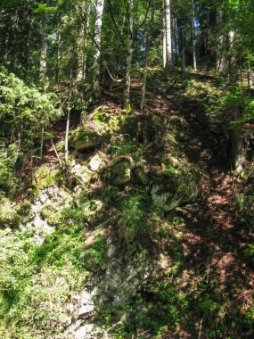Dağların dik yamaçları Ormanlar, Karpatlar