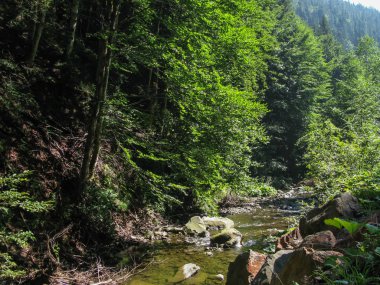Ormandaki dağ nehri, yaz, güneşli gün, Karpatlar, Ukrayna