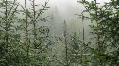 Dağlardaki kozalaklı orman sisli, Karpatlar, Ukrane