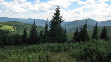 Karpatlar 'ın güneşli bir yaz gününde, Karpatlar, Karpatlar ve Ukrayna' nın zirvesinden...