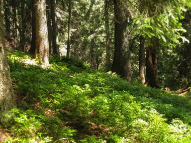 Güneşli bir yaz gününde dağlardaki kozalaklı orman Karpatlar, Ukrayna