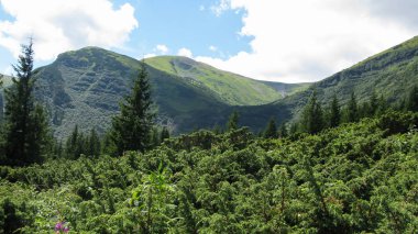 Karpatlar 'ın güneşli bir yaz gününde, Karpatlar, Karpatlar ve Ukrayna' nın zirvesinden...