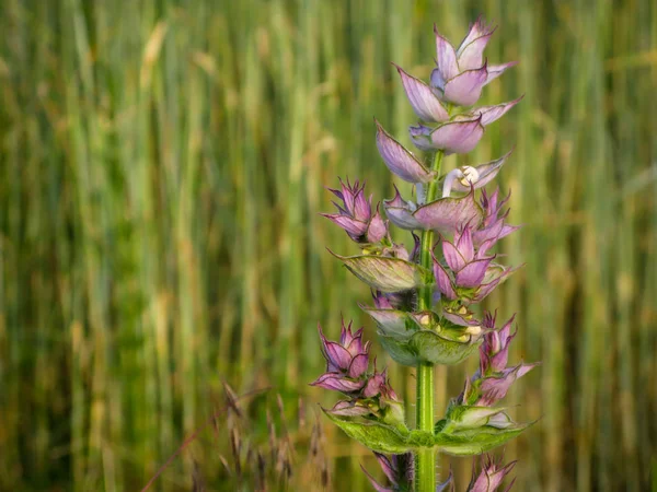 Mor adaçayı çiçekleri yeşil çimlerin arka planında yakın plan