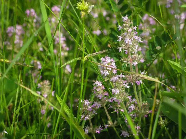 Summer meadow with blooming flowers close-up — Stock Photo, Image