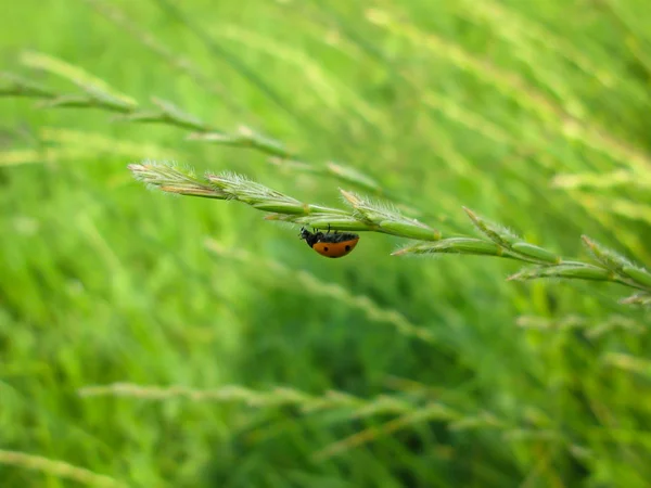 Coccinelle sur herbe gros plan — Photo