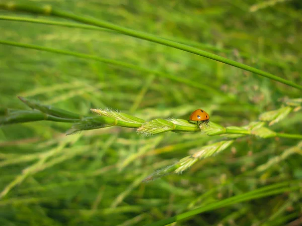 Marienkäfer im Gras aus nächster Nähe — Stockfoto