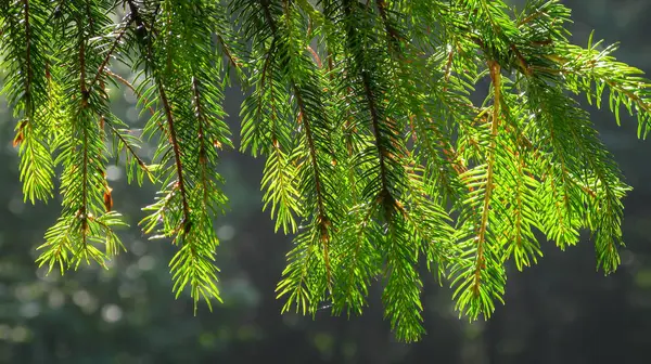 Sunlit green coniferous tree branches close-up — 스톡 사진