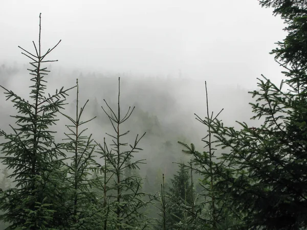 Nadelwald in den Bergen im Nebel, Karpaten, Ukrane — Stockfoto