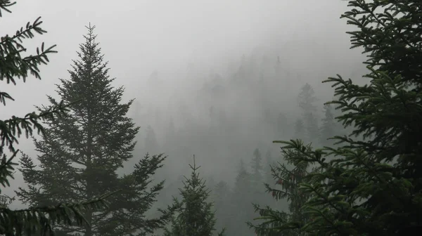 Хвойные леса в горах в тумане, Карпаты, Украина — стоковое фото
