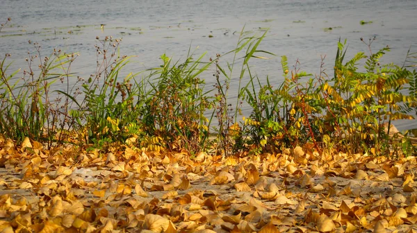 Folhas de outono amarelas na margem arenosa do rio — Fotografia de Stock