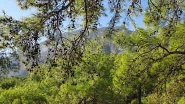 mavi bulutsuz gökyüzü, dağlar ve daima yeşil ağaçlar, Kemer, Türkiye