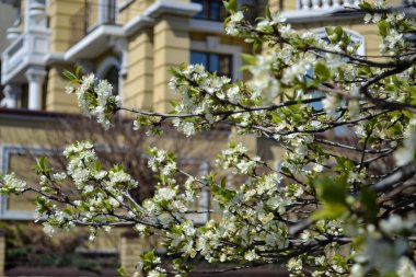 Evin arka planında çiçek açan kiraz ağaçları.
