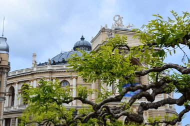 Bir ağacın dalları arasından Odessa Operası 'nın manzarası