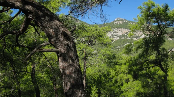 Błękitne niebo, góry i wiecznie zielone drzewa, Kemer, Turcja — Zdjęcie stockowe