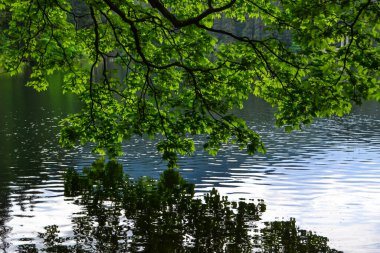 Aynadaki suya yansıyan yeşil yapraklı dal Synevyr Gölü, Ukrayna