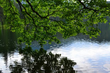 Aynadaki suya yansıyan yeşil yapraklı dal Synevyr Gölü, Ukrayna