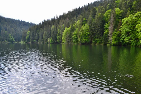 Πανοραμική Θέα Της Λίμνης Και Των Δασών Γύρω Synevyr Lake — Φωτογραφία Αρχείου