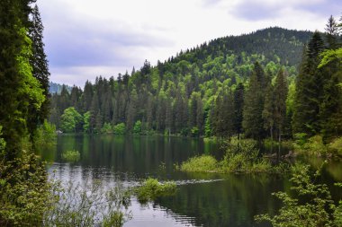 Gölün panoramik manzarası ve çevredeki ormanlar, Synevyr Gölü, Ukrayna