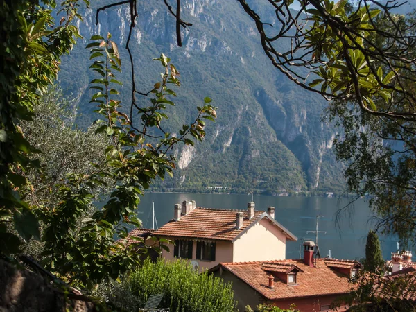 緑の木の枝 コモ湖 ベッラージョ イタリア — ストック写真