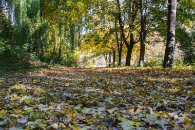 Parkta güneşli bir sonbahar günü, sarı akçaağaç dalları ve yeşil köknar ağaçları, Dinyeper şehri, Ukrayna
