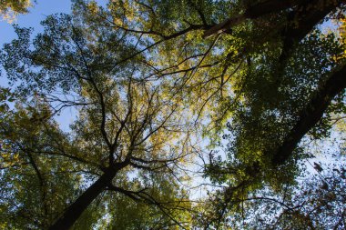 Parkta güneşli bir sonbahar günü, sarı akçaağaç dalları ve yeşil köknar ağaçları, Dinyeper şehri, Ukrayna